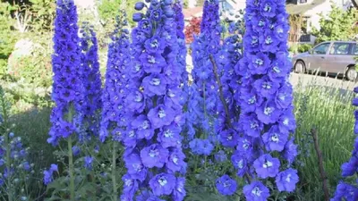 Дельфиниум (Delphinium) - купить в Минске с доставкой, цена и фото в  интернет-магазине 