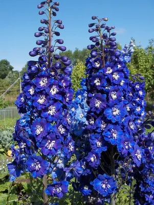 Букет из синего дельфиниума - заказать доставку цветов в Москве от Leto  Flowers