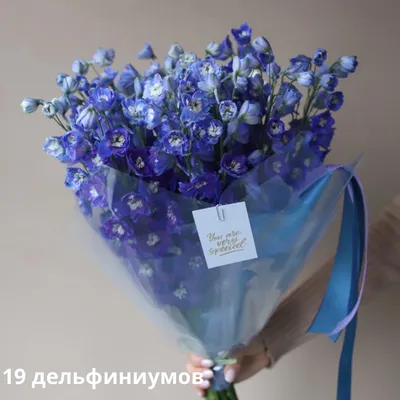 Дельфиниум d 12 (1л) Delphinium оптом: купить в Москве от производителя -  питомника ЦветКом