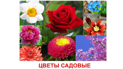 Тематические карточки для детей "Цветы" 16 шт - купить по выгодной цене в  Москве и СПб