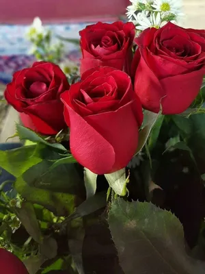 Купить Букет роз "Для самой лучшей девушки!" с доставкой в Чехове,  Подольске, Серпухове