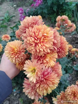 Корейские хризантемы , дубки (Chrysanthemum Х koreanum ) - «Самые  неприхотливые и благодарные цветы в моем полисаднике. Большое количество  фотографий моих красоток.» | отзывы