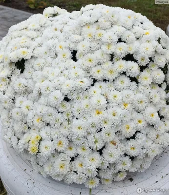 Корейские хризантемы , дубки (Chrysanthemum Х koreanum ) - «Красотки  хризантемы! Расскажу и покажу, как я их черенкую и размножаю. Много фото.»  | отзывы