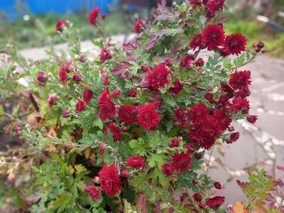 Корейские хризантемы , дубки (Chrysanthemum Х koreanum ) - «Мои любимые  мультифлоры. Как переносят зимовку? Почему шары такие маленькие? Какой сорт  лучше взять? » | отзывы