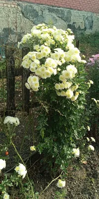 Корейские хризантемы , дубки (Chrysanthemum Х koreanum ) - «Самые  неприхотливые и благодарные цветы в моем полисаднике. Большое количество  фотографий моих красоток.» | отзывы