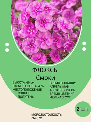 Флокс Tiara (Тиара) можно купить недорого с доставкой в питомнике Любвитский