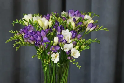 Фрезии с фиолетовыми тюльпанами в букете за 16 690 руб. | Бесплатная  доставка цветов по Москве