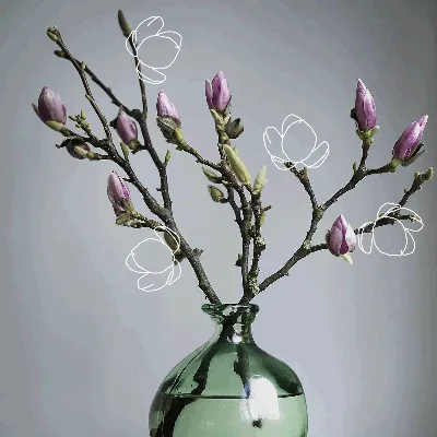 Гиф анимация Ветки с бутонами в вазе и раскрывающиеся нарисованные белые  цветы