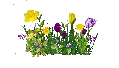 калейдоскоп | Flower painting, Flowers gif, Beautiful flowers pictures