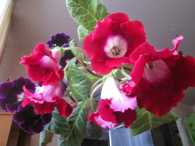 Глоксиния прекрасная Роза адмирала (семена,цветы) купить по цене 115 ₽ в  интернет-магазине KazanExpress