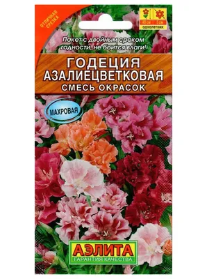 Годеция выращивание из семян когда сажать и как ухаживать