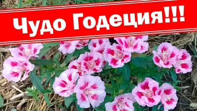 Семена цветов Годеция "Кружевница", биколор, 0,1 г, Цветущий сад купить по  цене  ₽ в интернет-магазине KazanExpress