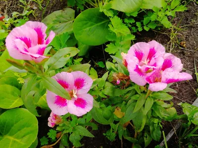 Годеция Красивые цветы для сада Однолетники - YouTube