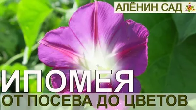 Ипомея Небесно-голубая (Ipomoea Heavenly Blue) - « Ипомея - секреты цветка  небесной зари. Выращивание и уход за ипомеей. » | отзывы