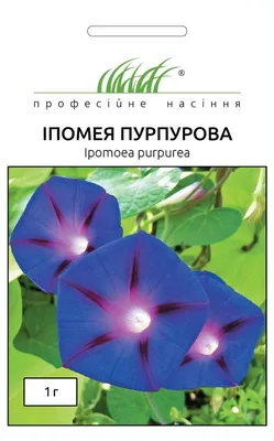 Ipomoea tricolor Cav., Ипомея трёхцветная (World flora) - Pl@ntNet identify