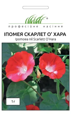 Цветы Ипомея Скарлет О"Хара 1 гр. - купить по лучшей цене в Одессе от  компании "💙АГРОЛИНИЯ™💛" - 77254794