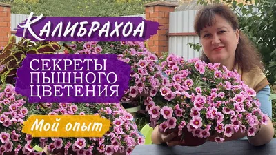 Калибрахоа в горшке цвет в ассортименте d-12 см - купить в Москве: цена 299  руб. Фото, описание, технические характеристики, отзывы.