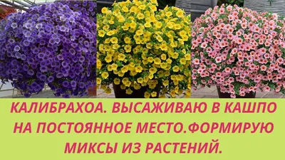 ✓ Семена Калибрахоа ампельная Летняя радуга, смесь, 3шт, Гавриш, Цветочная  коллекция по цене 0 руб. ◈ Большой выбор ◈ Купить по всей России ✓  Интернет-магазин Гавриш ☎ 8-495-902-77-18