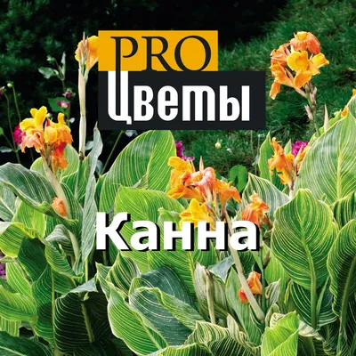 Канна садовая: посадка и уход в открытом грунте, виды и сорта с фото и  названиями