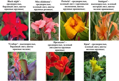 Канна(Canna). Описание, выращивание, посадка и уход. Программа PRO Цветы  (ПРО Цветы) |  - ландшафтный дизайн