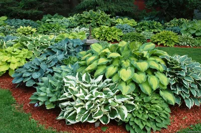 Хоста подорожниковая (Hosta plantaginea) - PictureThis