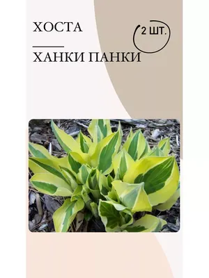 Хоста саженцы, многолетние цветы, 2 корневища - купить с доставкой по  выгодным ценам в интернет-магазине OZON (897781680)