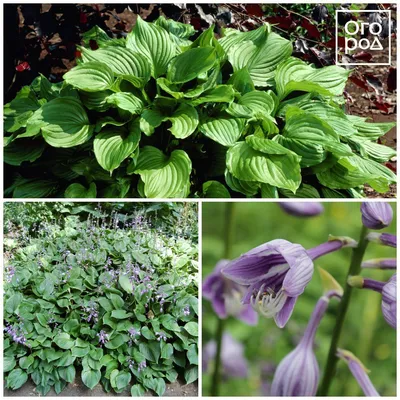 Хоста гибридная "Ауреомаргината" (Hosta hybridum "Aureomarginata") -  Питомник и Садовый центр Русские Деревья