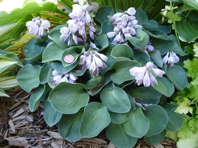 Хоста 'White feather' (Hosta 'White Feather')