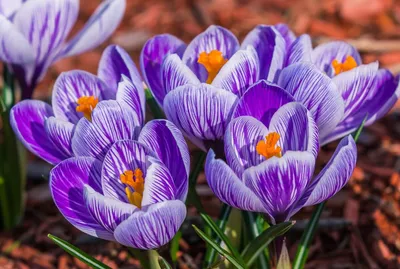 Весна крокусы / Первые весенние цветы крокусы