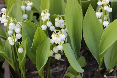 Ландыши в корзинке - заказать доставку цветов в Москве от Leto Flowers