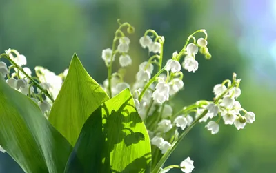 1418. Ландыши - самые красивые цветы - YouTube