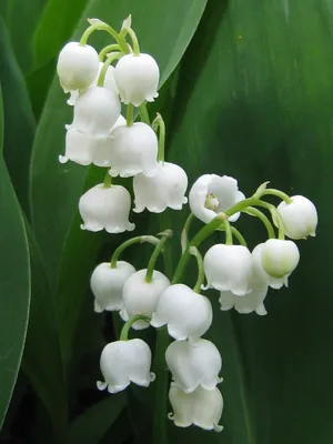 ландыш красивые цветы lily of the valley | Цветы, Цветок, Красивые цветы