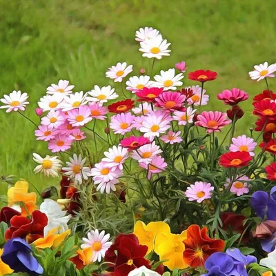 Дачные растения, цветущие всё лето: 10 саженцев для клумб — 