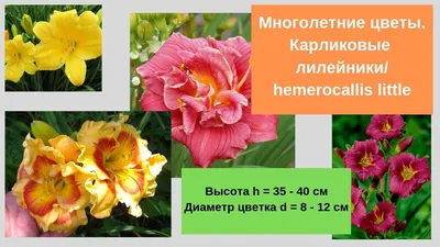 Лилейники (hemerocallis) Купить Алматы Казахстан. Лилейники -  неприхотливые, цветущие, многолетники. Растения/цветы для солнечных мест.  Купить с доставкой лилейники в Астане, Шымкенте, Караганде, Кустанае,  Павлодаре.