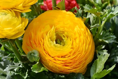 Лютики-цветочки - сказочно красивые и дорогие, как вырастить из семян |  уДачный выбор | Дзен
