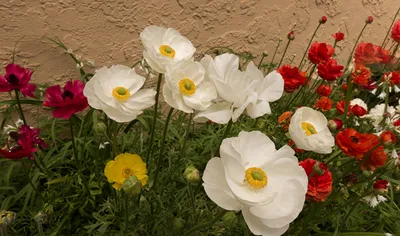 Искусственные цветы Букет камелия, лютики ранункулюса 30см. персиковый  (ID#1924308086), цена: 56 ₴, купить на 