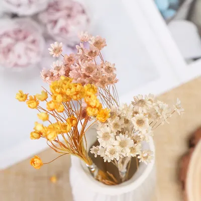 30 шт., сушеные цветы-Маргаритки | AliExpress