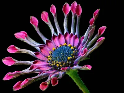 Бесплатное изображение: Маргаритка, маргаритки, цветы, лепестки, розовый,  пыльца