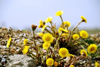 Frailejon - ANDES | Одуванчики, Лекарственные растения, Цветы