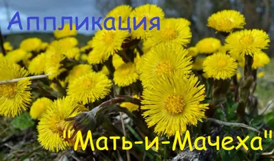 Мать-и-мачеха // Coltsfoot | The first flowers of spring. No… | Flickr