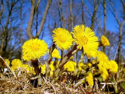 Мать-и-мачеха обыкновенная (Tussilago farfara L.)