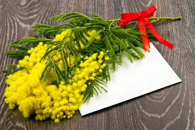 Пин от пользователя Valiou на доске Mimosa | Цветы, Мимоза, Мимозы
