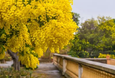 Букет из мимозы и ранункулюсов - заказать доставку цветов в Москве от Leto  Flowers