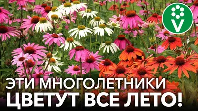 Цветы многолетники 56 картинок