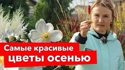 10 многолетников из семян, которые зацветут уже в первый год. Фото —  Ботаничка