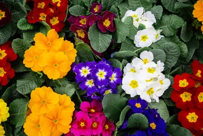 Набор семян многолетние цветы для сада и дачи Агрохолдинг Поиск 147522867  купить за 332 ₽ в интернет-магазине Wildberries