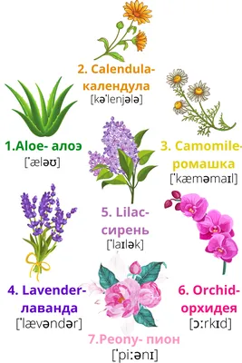 Цветы на английском картинки