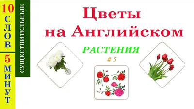 Цветы, растения и деревья на английском. Полезная лексика в наглядных  карточках🌷 | Английский с ILS School | Дзен