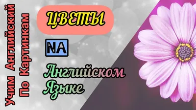 Цветы в коробке "Английский сад" в Гатчине - Купить с доставкой по цене от  2 890 руб. | Цветы в коробке "Английский сад" в интернет-магазине Ultra  Flowers