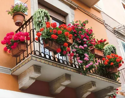 10 цветов, которые можно посадить на балконе - Лайфхакер